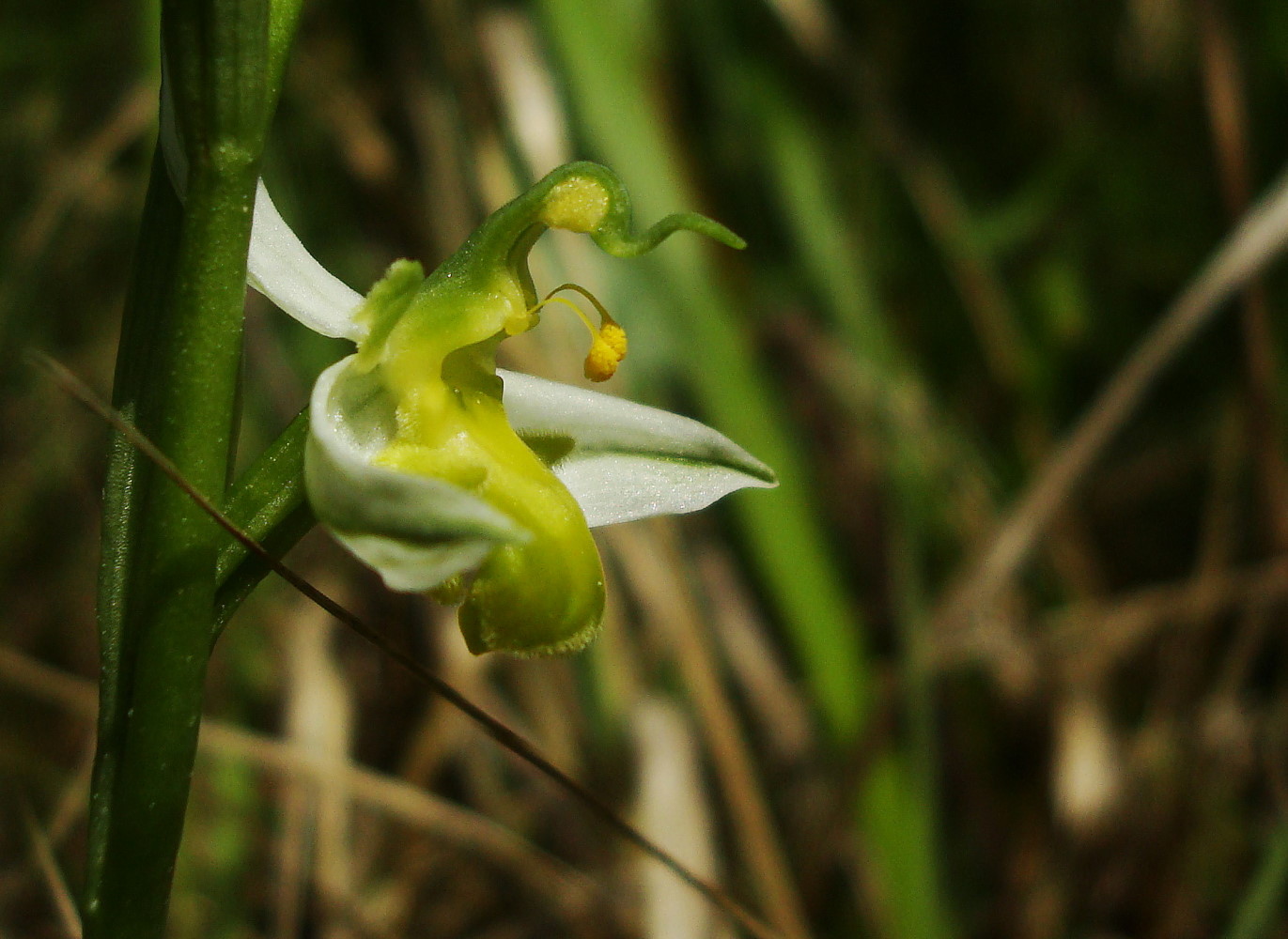 Ophrys apifera chlorantha